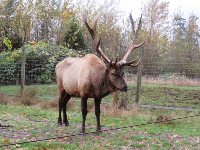Roosevelt Elk, Stag